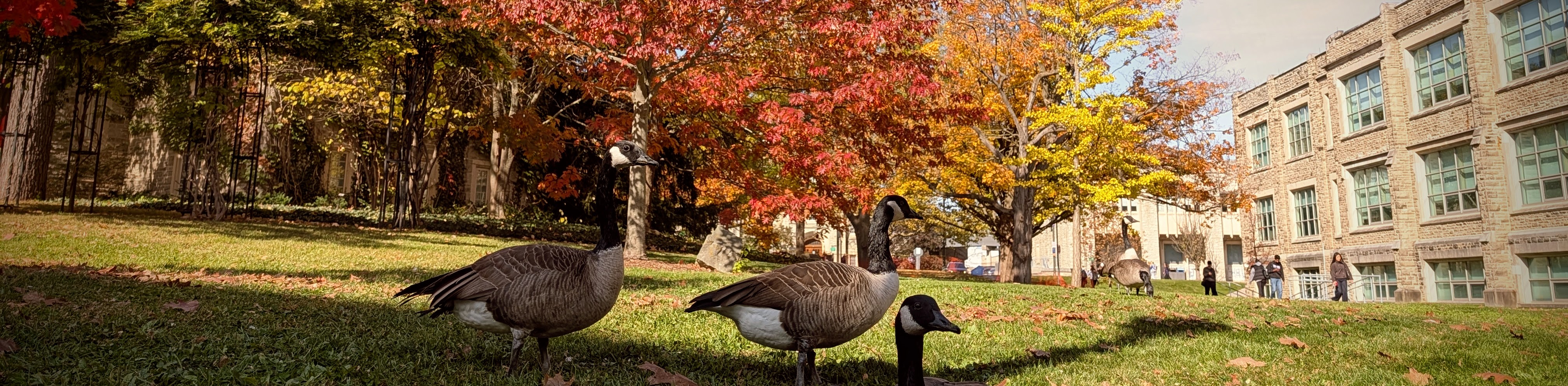 Geese on campus